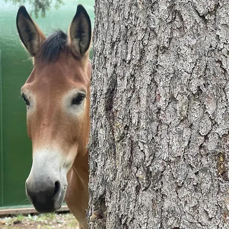 Апартаменти Wildhomes Wild Wolf