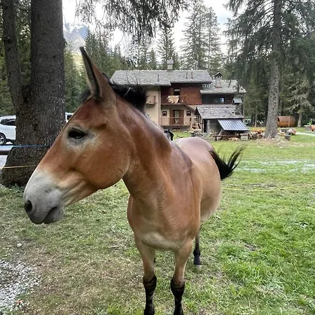 Wildhomes Wild Wolf Апартаменти *