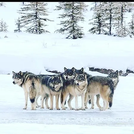 Апартаменти Wildhomes Wild Wolf