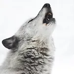 Wildhomes Wild Wolf * كورمايور