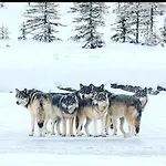شقة Wildhomes Wild Wolf