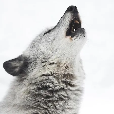 Wildhomes Wild Wolf * كورمايور