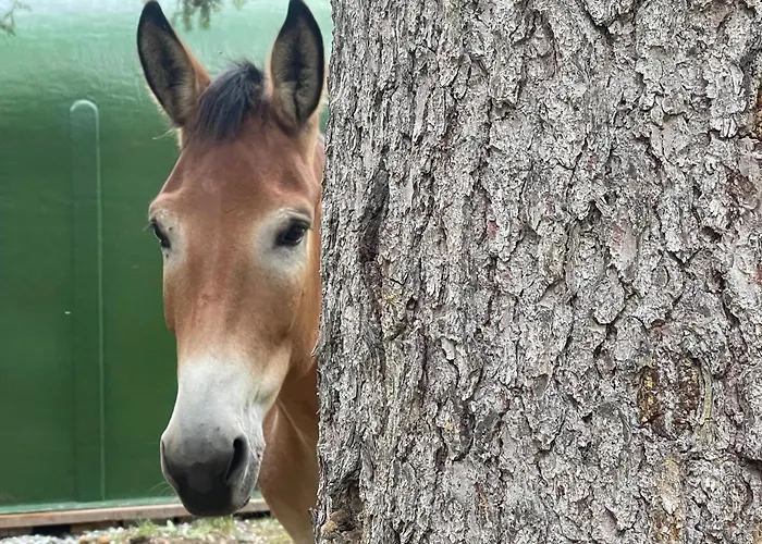 Lejlighed Wildhomes Wild Wolf