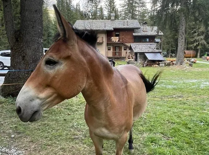 Wildhomes Wild Wolf דירה *