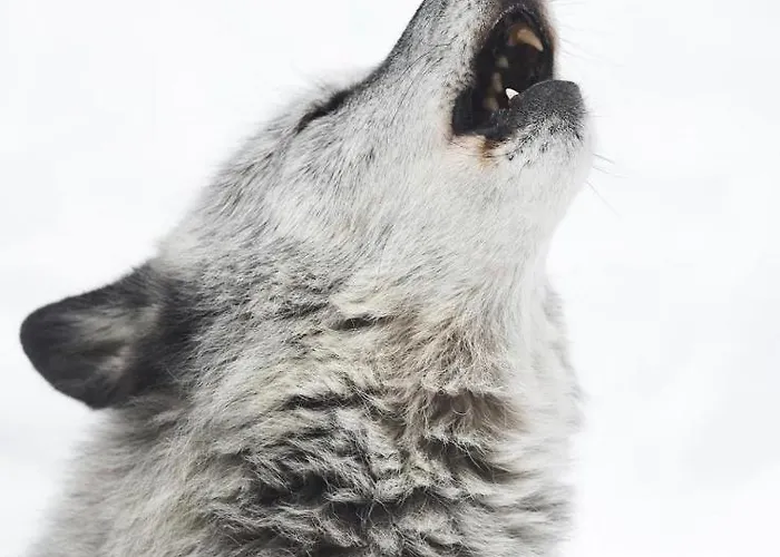 Wildhomes Wild Wolf * Courmayeur