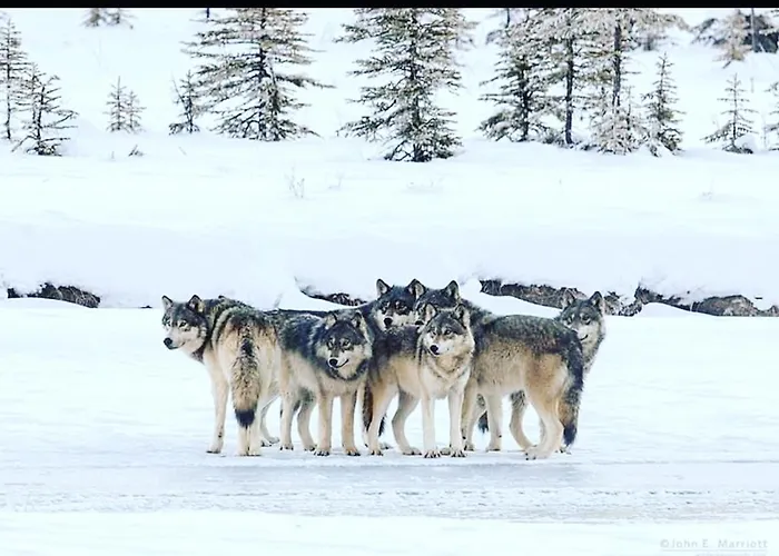 Lejlighed Wildhomes Wild Wolf